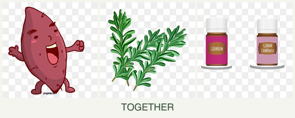 Can you plant sweet potatoes, rosemary and geraniums together?