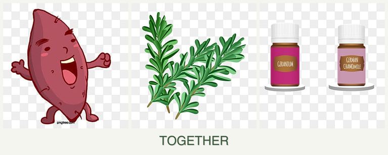 Can you plant sweet potatoes, rosemary and geraniums together?