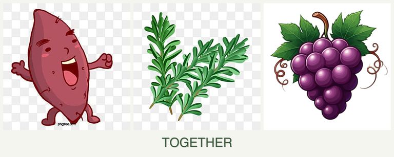 Can you plant sweet potatoes, rosemary and grapes together?