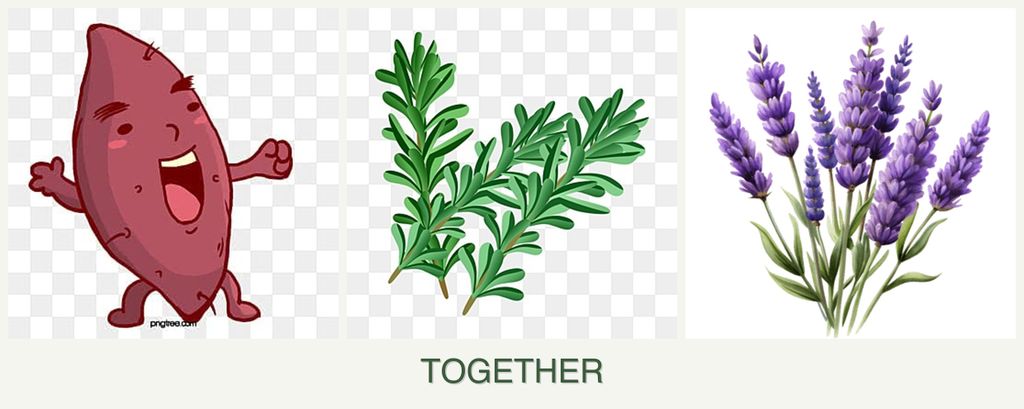 Can you plant sweet potatoes, rosemary and lavender together?