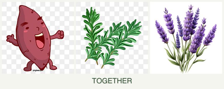 Can you plant sweet potatoes, rosemary and lavender together?
