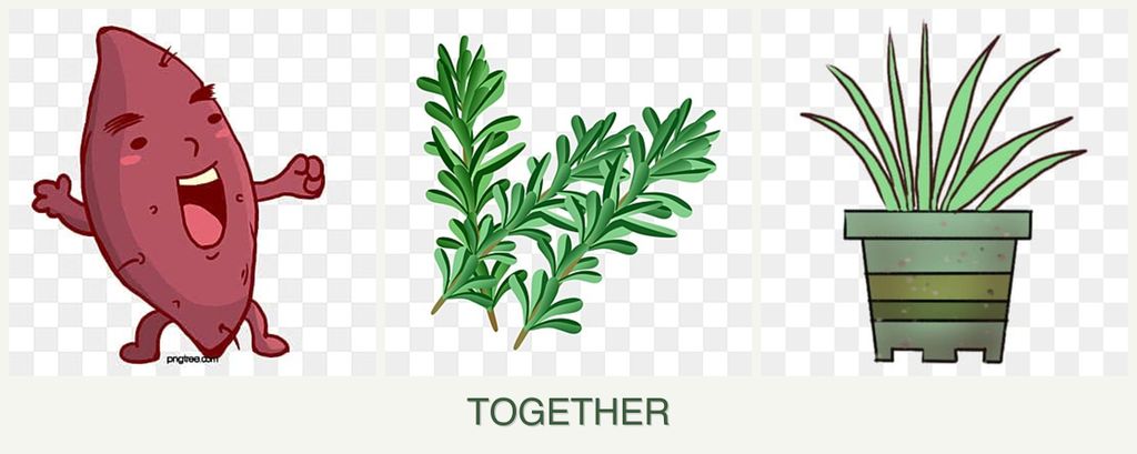 Can you plant sweet potatoes, rosemary and lemongrass together?