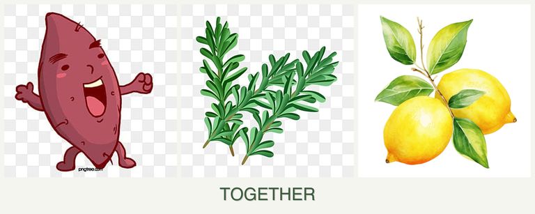 Can you plant sweet potatoes, rosemary and lemons together?