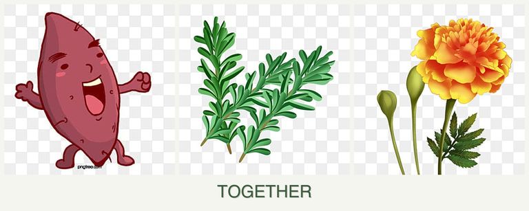 Can you plant sweet potatoes, rosemary and marigolds together?