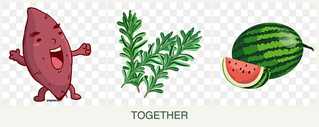 Can you plant sweet potatoes, rosemary and melons together?