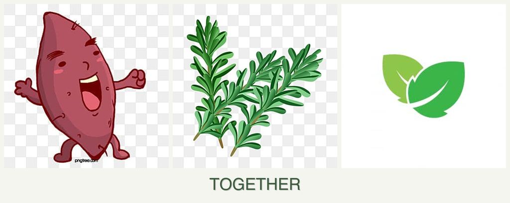 Can you plant sweet potatoes, rosemary and mint together?