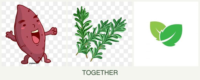 Can you plant sweet potatoes, rosemary and mint together?