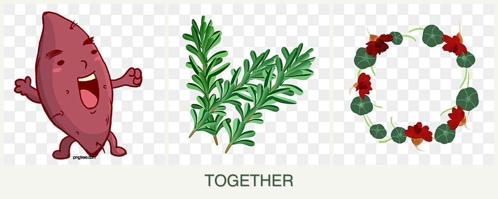 Can you plant sweet potatoes, rosemary and nasturtiums together?