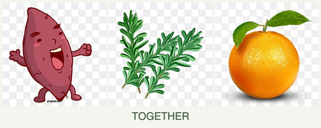 Can you plant sweet potatoes, rosemary and oranges together?