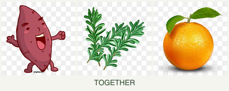 Can you plant sweet potatoes, rosemary and oranges together?