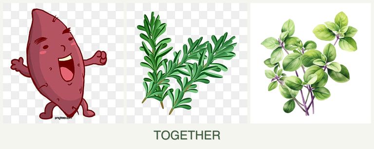 Can you plant sweet potatoes, rosemary and oregano together?
