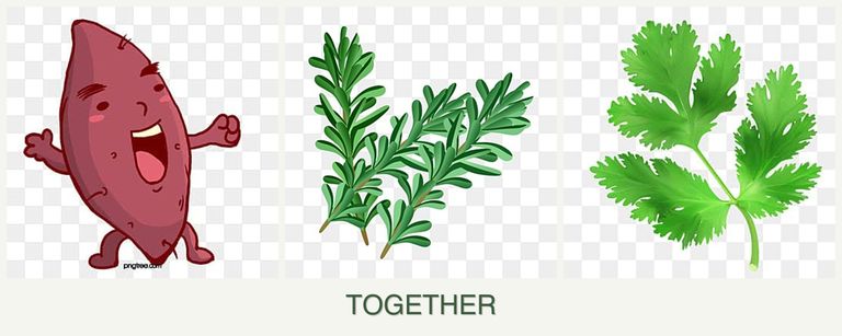 Can you plant sweet potatoes, rosemary and parsley together?