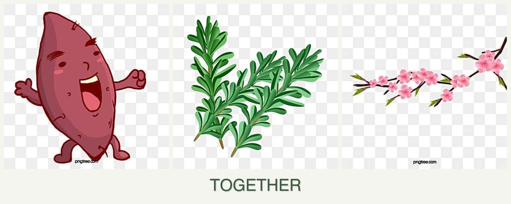 Can you plant sweet potatoes, rosemary and peaches together?