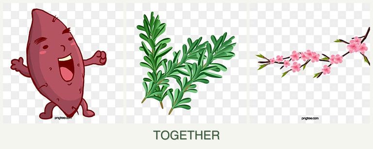 Can you plant sweet potatoes, rosemary and peaches together?