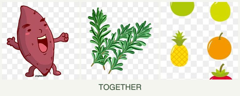 Can you plant sweet potatoes, rosemary and pears together?