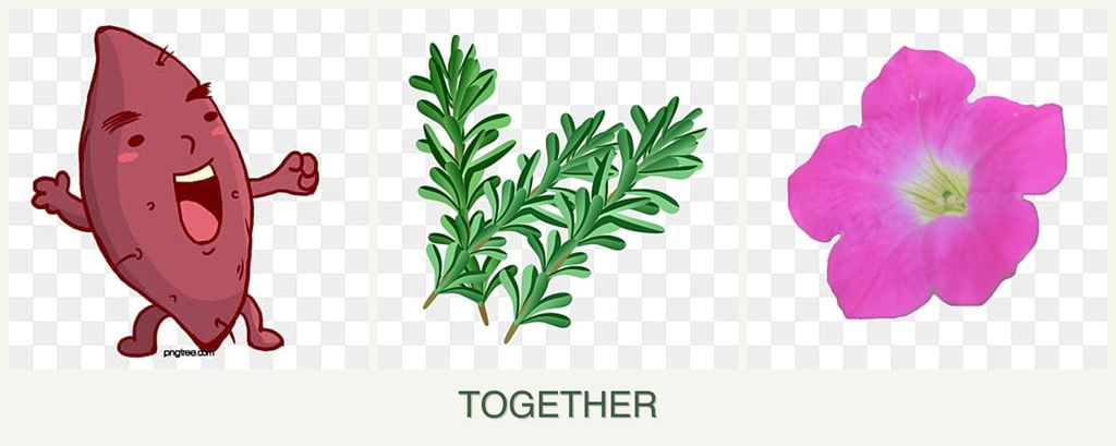 Can you plant sweet potatoes, rosemary and petunias together?