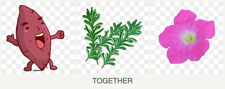 Can you plant sweet potatoes, rosemary and petunias together?