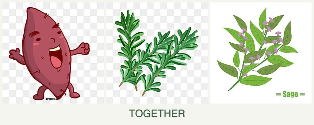 Can you plant sweet potatoes, rosemary and sage together?