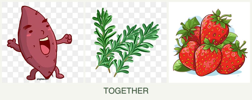 Can you plant sweet potatoes, rosemary and strawberries together?