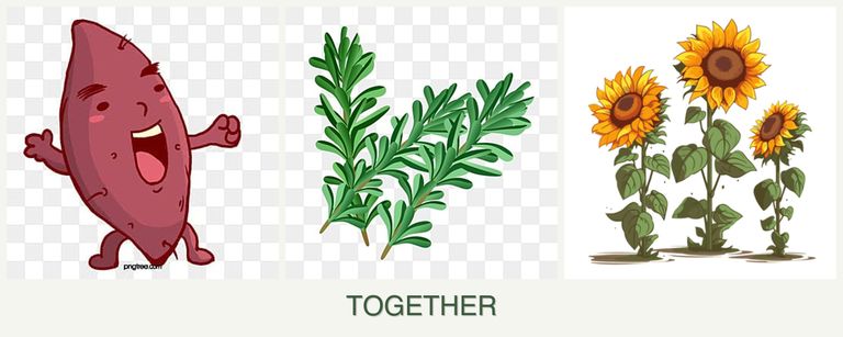 Can you plant sweet potatoes, rosemary and sunflowers together?