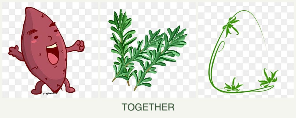Can you plant sweet potatoes, rosemary and tarragon together?