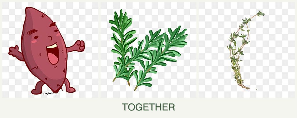 Can you plant sweet potatoes, rosemary and thyme together?