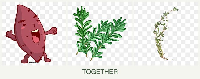 Can you plant sweet potatoes, rosemary and thyme together?