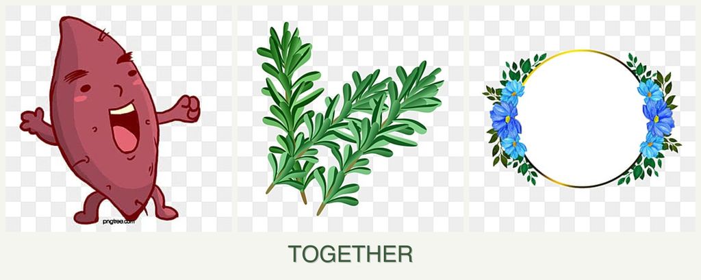 Can you plant sweet potatoes, rosemary and zinnias together?