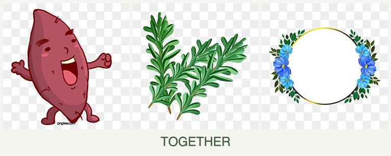 Can you plant sweet potatoes, rosemary and zinnias together?