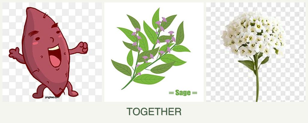 Can you plant sweet potatoes, sage and alyssum together?