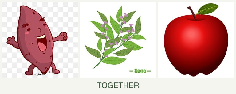 Can you plant sweet potatoes, sage and apples together?