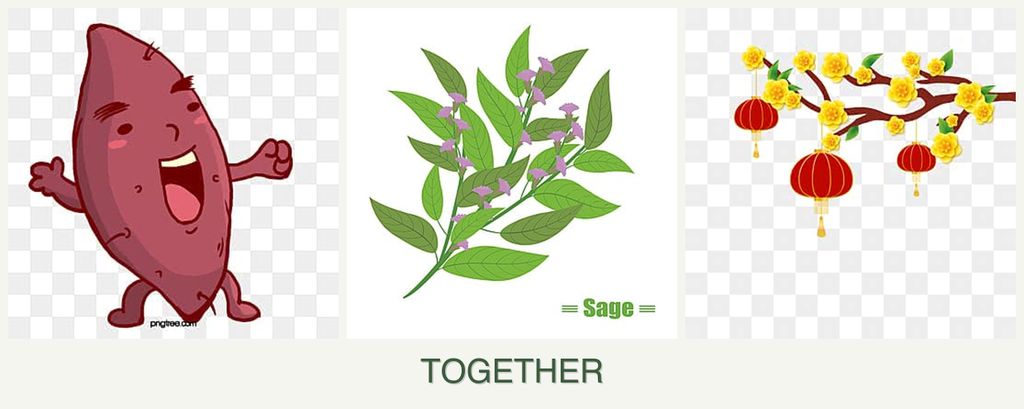 Can you plant sweet potatoes, sage and apricots together?