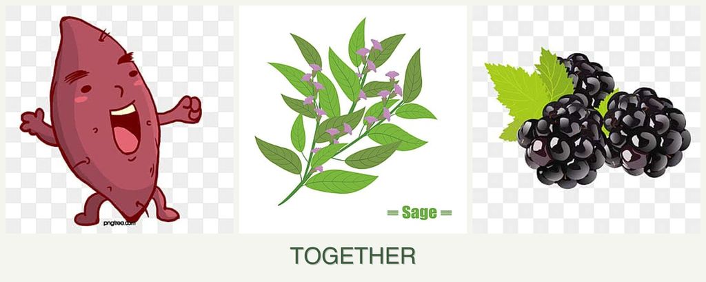 Can you plant sweet potatoes, sage and blackberries together?