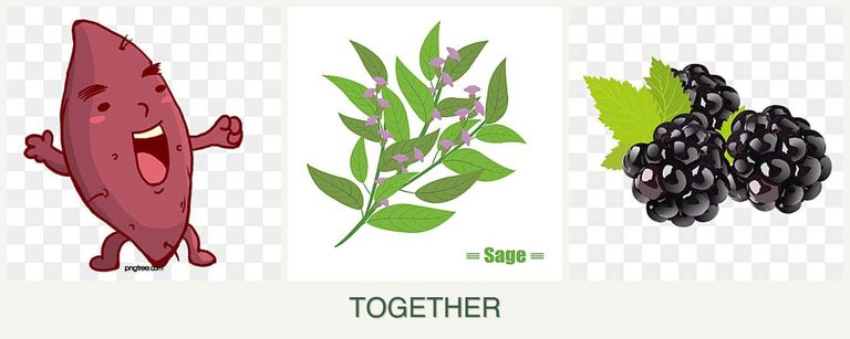 Can you plant sweet potatoes, sage and blackberries together?
