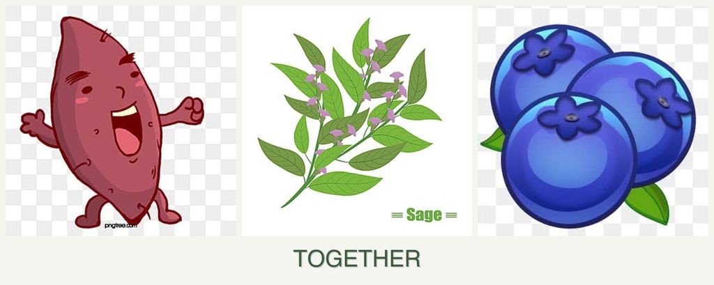 Can you plant sweet potatoes, sage and blueberries together?