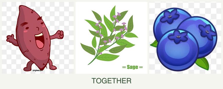 Can you plant sweet potatoes, sage and blueberries together?
