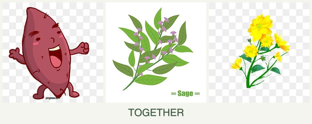 Can you plant sweet potatoes, sage and calendula together?
