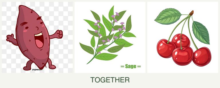 Can you plant sweet potatoes, sage and cherries together?