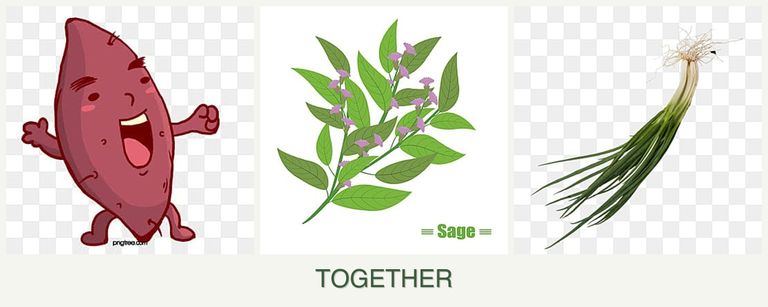 Can you plant sweet potatoes, sage and chives together?