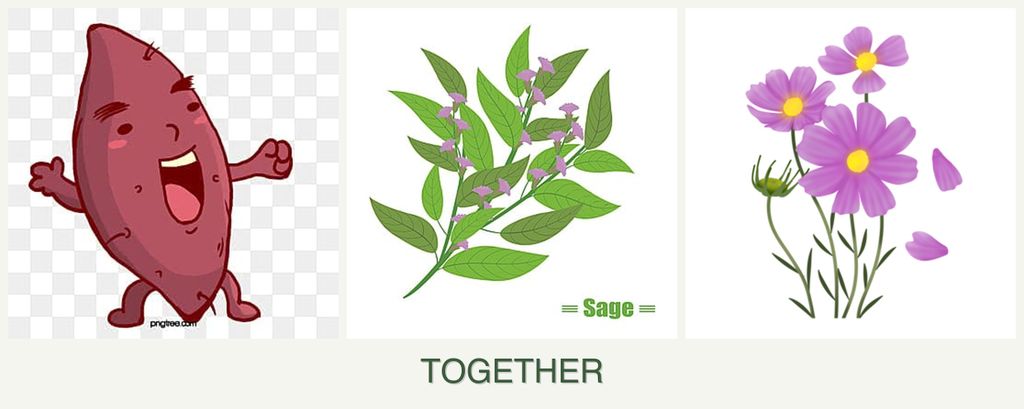 Can you plant sweet potatoes, sage and cosmos together?