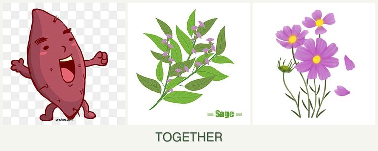 Can you plant sweet potatoes, sage and cosmos together?