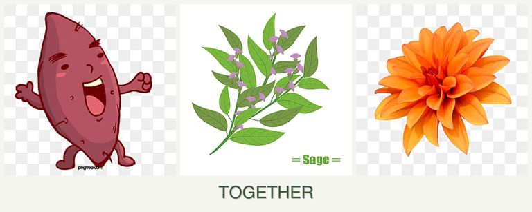 Can you plant sweet potatoes, sage and dahlias together?