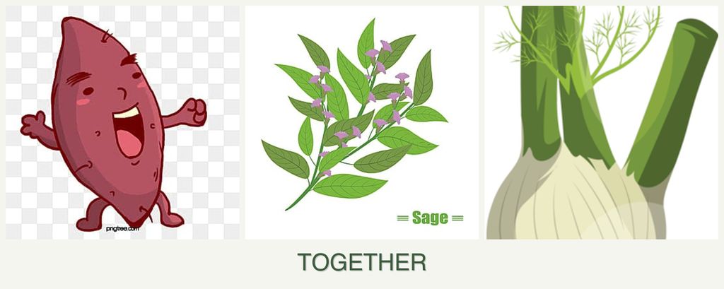 Can you plant sweet potatoes, sage and fennel together?