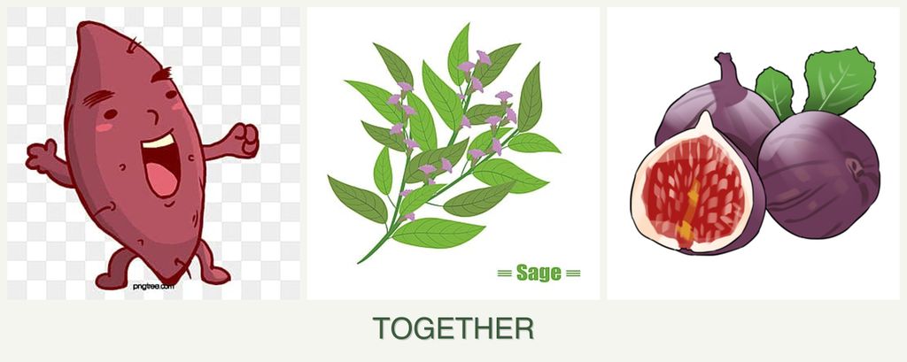 Can you plant sweet potatoes, sage and figs together?