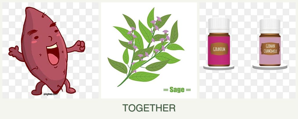 Can you plant sweet potatoes, sage and geraniums together?