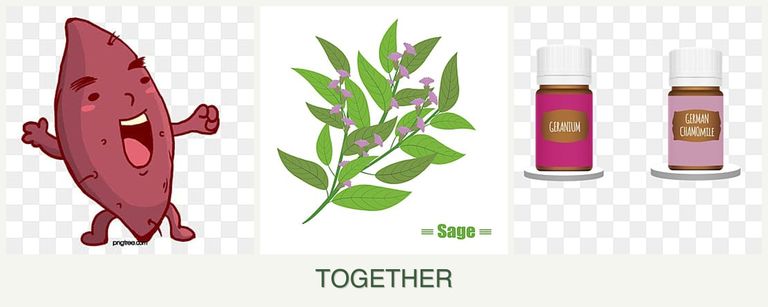 Can you plant sweet potatoes, sage and geraniums together?
