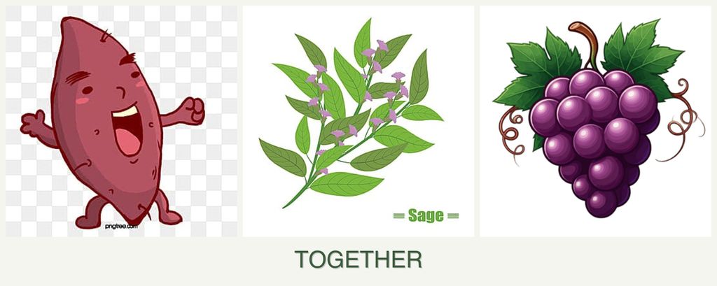 Can you plant sweet potatoes, sage and grapes together?