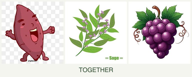 Can you plant sweet potatoes, sage and grapes together?