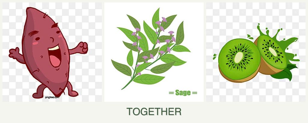 Can you plant sweet potatoes, sage and kiwi together?