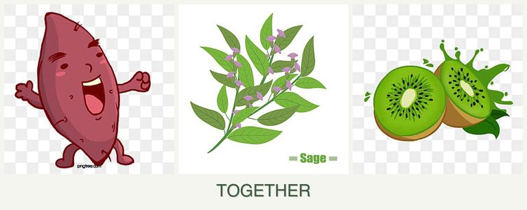 Can you plant sweet potatoes, sage and kiwi together?